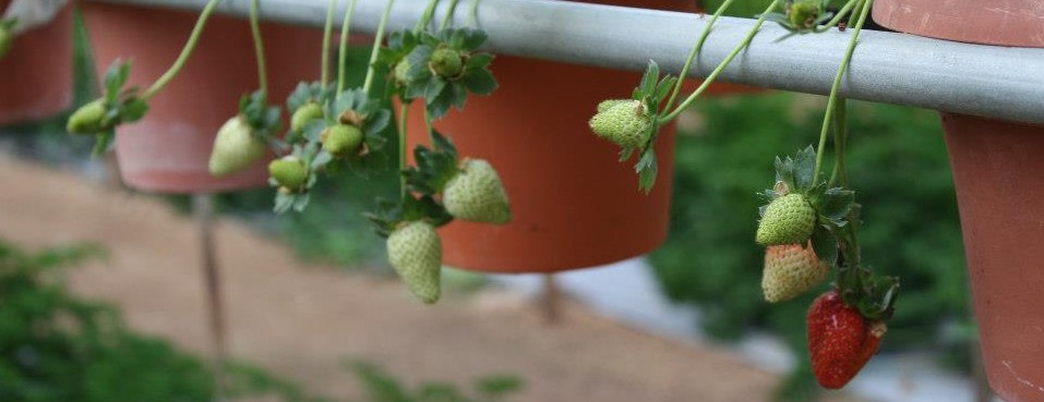 Strawberries in Cameron Highlands - thought they were supposed to look bigger!