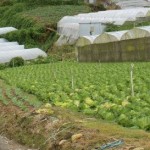 How to trek up to Gunung Brinchang in Cameron Highlands, and come down