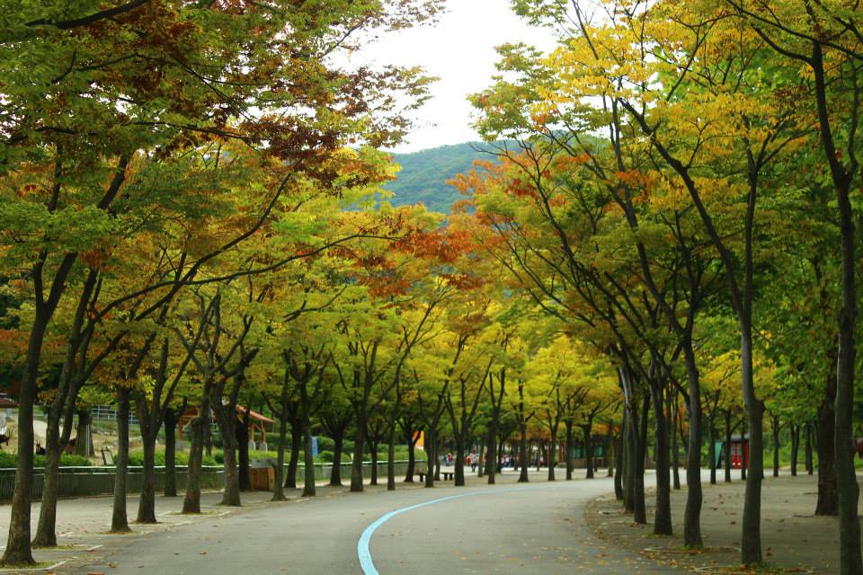 seoul grand park autumn
