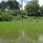 Photo Story – The rice plantations of Ubud Bali