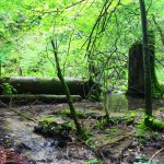 Why is swimming not allowed in the Plitvice Lakes (and more)