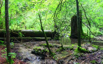 plitvice lakes green mosses sedimentation