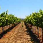 Review: Wine tour from San Francisco to Napa and Sonoma Valley with Green Dream Tours (Part 1)