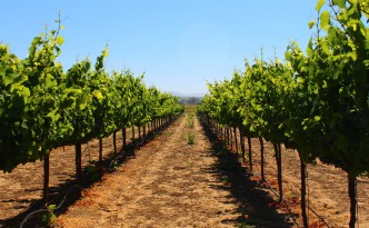 larson family winery green dream tours