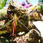Eight reasons to visit the California Academy of Sciences (Part 1)