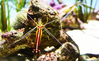 california academy of sciences amazon