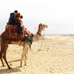 Ill treatment of camels at the Pyramids (Part 2)