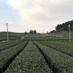 Is it worth buying tea from Osulloc in Jeju?