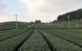 osulloc tea museum jeju