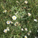 Three reasons why St James Park in London is worth visiting