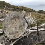 Felled trees at The Old Man of Storr – The Storr Native Woodland Project 