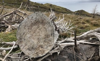 storr native woodland project