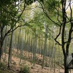 10 places to visit in and around Kyoto
