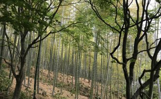 Arashiyama Bamboo Forest in Kyoto