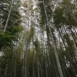 Five things to know about the Arashiyama Bamboo Forest in Kyoto (Part 1)