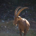 Unique locations to see wildlife when travelling