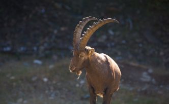 ibex pakistan