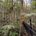 Is the treetop walk at the Redwoods and Whakarewarewa Forest in Rotorua worth it? 