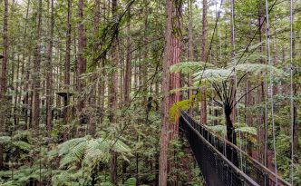 bridge redwood treetop walk rotorua