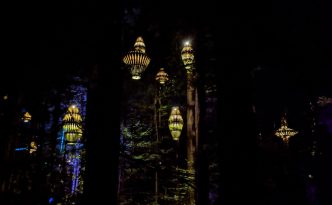 Whakarewarewa Forest in Rotorua at night