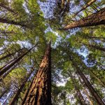Is Rotorua in New Zealand worth visiting? Here are three must-visit destinations