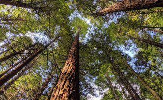 Whakarewarewa Forest