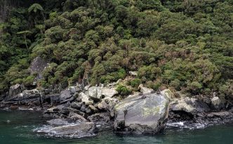 seals milford sound cruise fjord