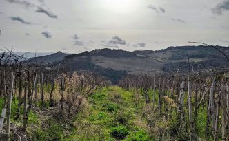 vineyard Podere Le Ripi in Montalcino