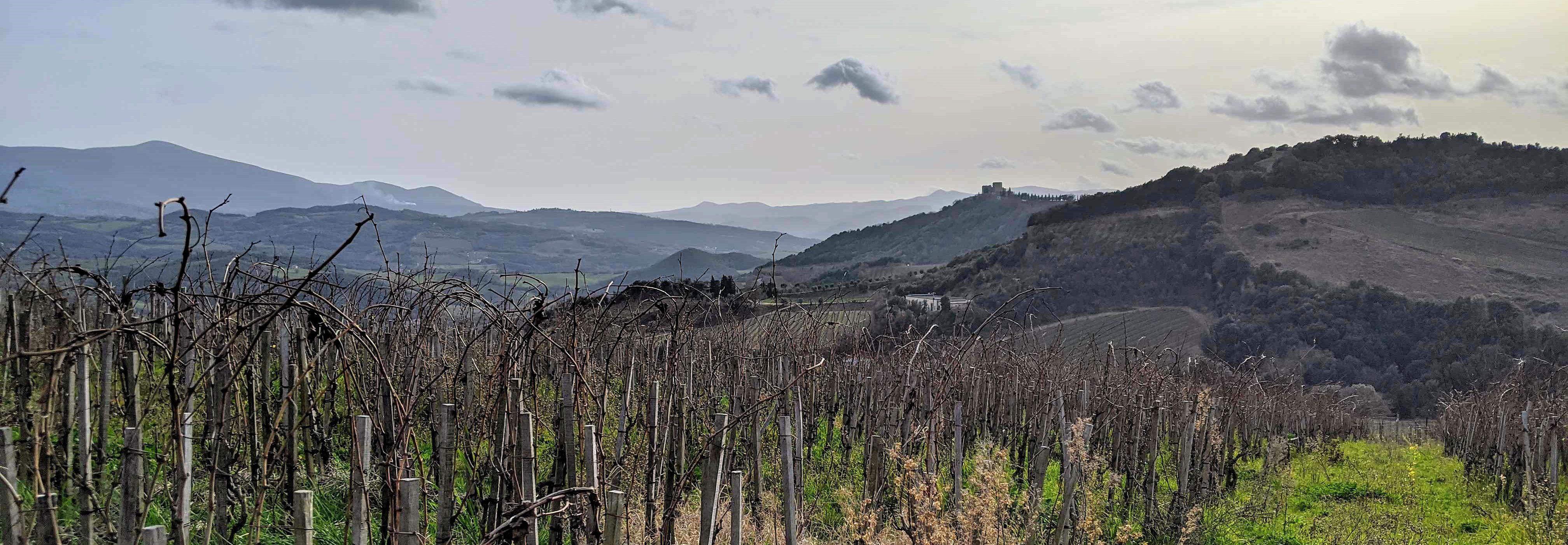 vineyard Podere Le Ripi in Montalcino