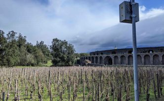 vineyard pompeii